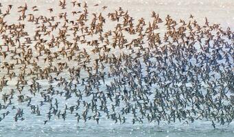 des oiseaux troupeau vol Contexte , patagonie, Argentine photo