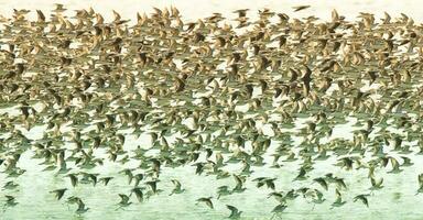 des oiseaux troupeau vol Contexte , patagonie, Argentine photo