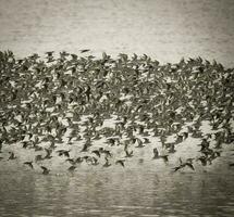 des oiseaux troupeau vol Contexte , patagonie, Argentine photo