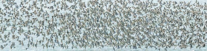 des oiseaux troupeau vol Contexte , patagonie, Argentine photo