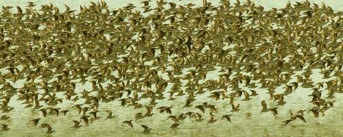 des oiseaux troupeau vol Contexte , patagonie, Argentine photo