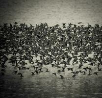 des oiseaux troupeau vol Contexte , patagonie, Argentine photo