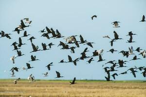 troupeau de des oiseaux, la la pampa province, patagonie , Argentine photo