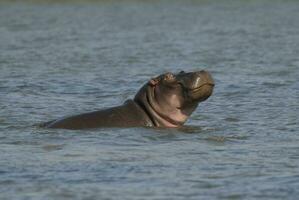 hippopotame amphibius dans point d'eau, Kruger nationale parc, sud Afrique photo