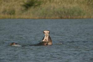 hippopotame amphibius dans point d'eau, Kruger nationale parc, sud Afrique photo