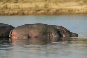 hippopotame amphibius dans point d'eau, Kruger nationale parc, sud Afrique photo