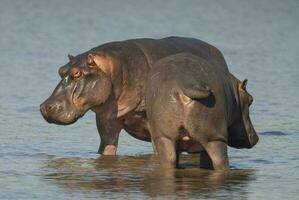 hippopotame amphibius dans point d'eau, Kruger nationale parc, sud Afrique photo