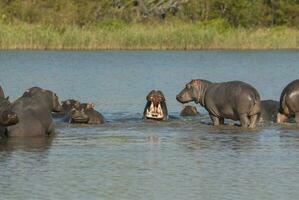 hippopotame amphibius dans point d'eau, Kruger nationale parc, sud Afrique photo