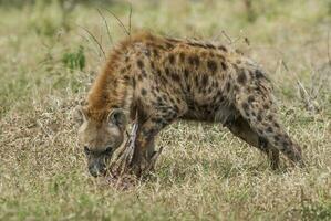 hyène alimentaire, Kruger nationale parc, Sud Afrique. photo