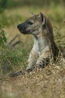 hyène alimentaire, Kruger nationale parc, Sud Afrique. photo