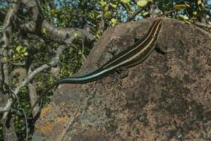 lézard prendre soleil, Kruger nationale parc, Sud Afrique. photo