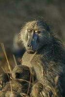 mère et bébé babouin , Kruger nationale parc, sud Afrique photo