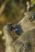 babouin , Kruger nationale parc, Sud Afrique photo