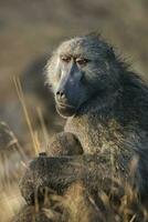 babouin, Kruger nationale parc, Sud Afrique photo