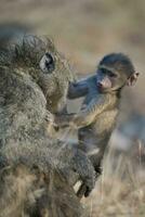 babouin, mère et bébé, Kruger nationale parc, Sud Afrique photo