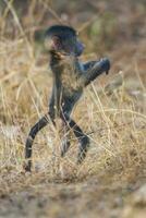 babouin , Kruger nationale parc, Sud Afrique photo