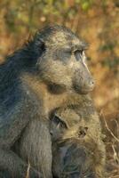 babouin, mère et bébé, Kruger nationale parc, Sud Afrique photo