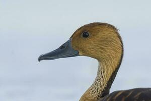 fauve sifflement canard, la la pampa province, patagonie, Argentine. photo