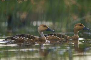 fauve sifflement canard, la la pampa province, patagonie, Argentine. photo