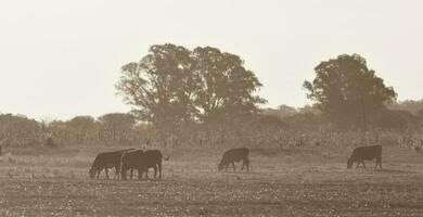 bouvillons pâturage sur le pampa plaine, Argentine photo