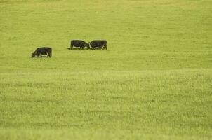 bouvillons pâturage sur le pampa plaine, Argentine photo