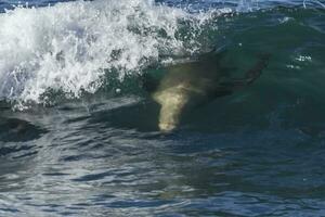 mer Lion surfant dans le vagues, Patagonie, Argentine. photo