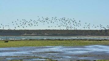 troupeau de des oiseaux sur le patagonien côte, péninsule valdés, patagonie, Argentine photo