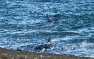 tueur baleine chasse sur le paragonien côte, patagonie, Argentine photo