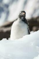 gentoo manchot, Neko port,antarctique photo