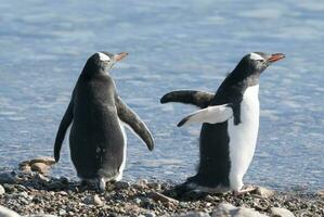 gentoo manchot, Neko port,antarctique photo