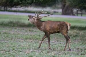 Masculin rouge cerf dans la pampa, Argentine, parque luro la nature réserve photo