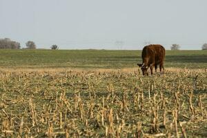 bétail, argentin Viande production , dans buenos aires campagne, Argentine photo