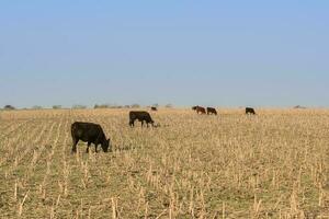 bétail, argentin Viande production , dans buenos aires campagne, Argentine photo