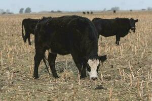 bouvillons pâturage sur le pampa plaine, Argentine photo