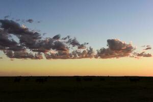 vaches pâturage dans le champ, dans le pampa plaine, Argentine photo