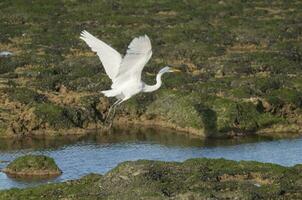 génial blanc aigrette dans patagonie, Argentine photo