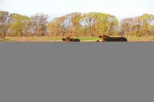 vache pâturage dans pampa campagne, la pampa, Argentine. photo