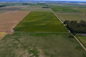 champ paysage avec Jaune fleurs, la pampa, Argentine photo