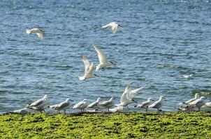 mouette et sterne troupeau, patagonie, Argentine photo