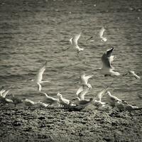 mouette et sterne troupeau, patagonie, Argentine photo