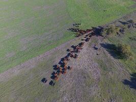 grand échelle Viande production dans Argentine, aérien vue de une lot de vaches photo