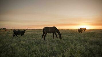 cheval silhouette à coucher de soleil, dans le campagne, la pampa, Argentine. photo