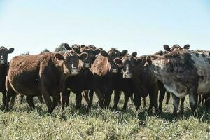bétail pâturage dans pampa campagne, la pampa, Argentine. photo