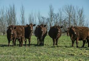 exportation bouvillons dans pampa campagne, patagonie, Argentine. photo