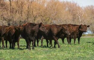 vaches nourris avec Naturel herbe dans pampa campagne, patagonie, Argentine. photo