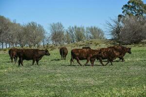 vaches nourris avec Naturel herbe dans pampa campagne, patagonie, Argentine. photo