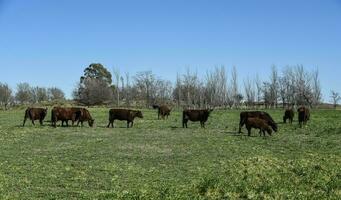 vaches nourris avec Naturel herbe dans pampa campagne, patagonie, Argentine. photo