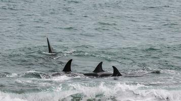 tueur baleine chasse mer lions, péninsule valdés, patagonie Argentine photo
