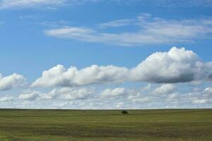 champ paysage avec Jaune fleurs, la pampa, Argentine photo