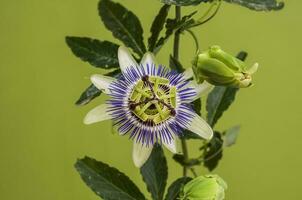 bleu passion fleur, proche en haut voir, pampa forêt, Argentine. photo